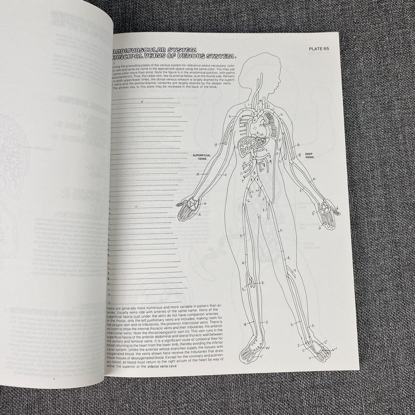 The Anatomy : Coloring Book by Lawrence M. Elson and Wynn Kapit 1997