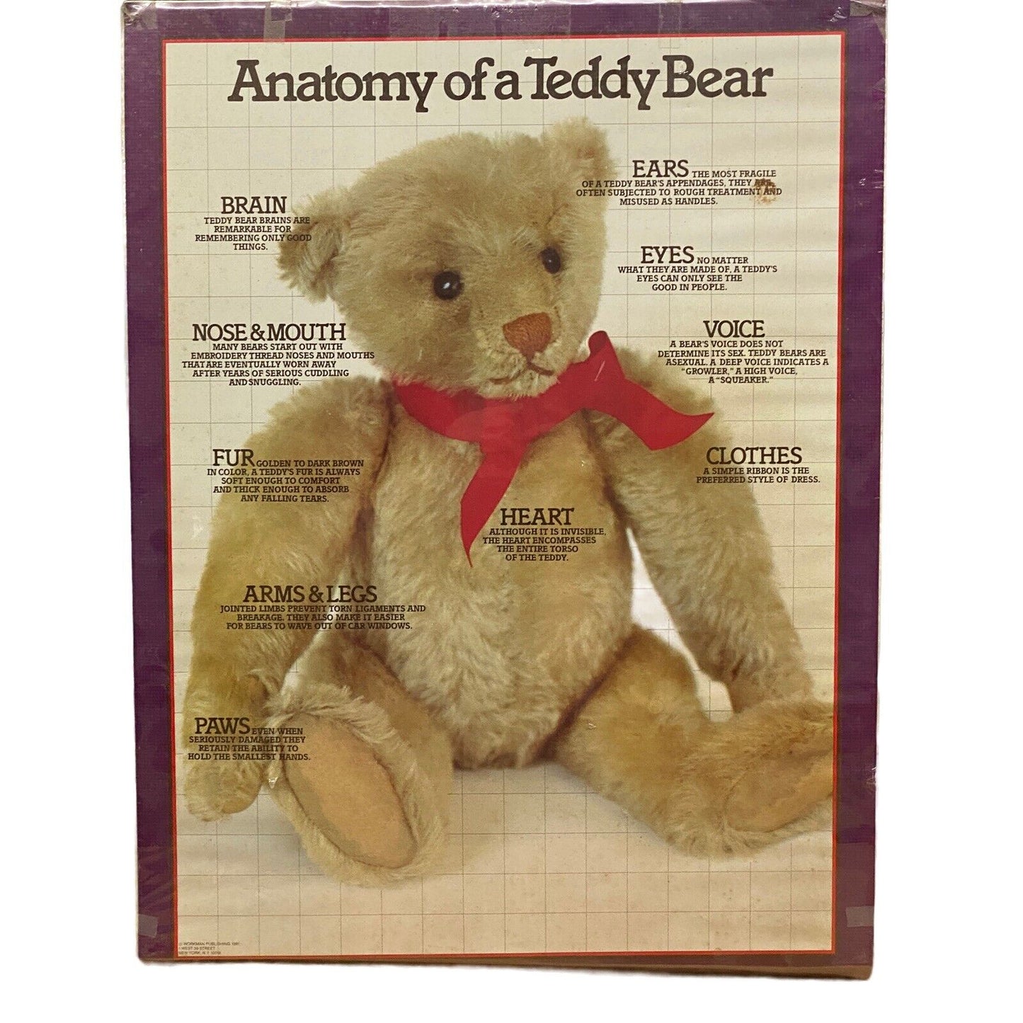 Anatomy of a Teddy Bear Print Poster 24"x 18" by Workman Publishing 1981