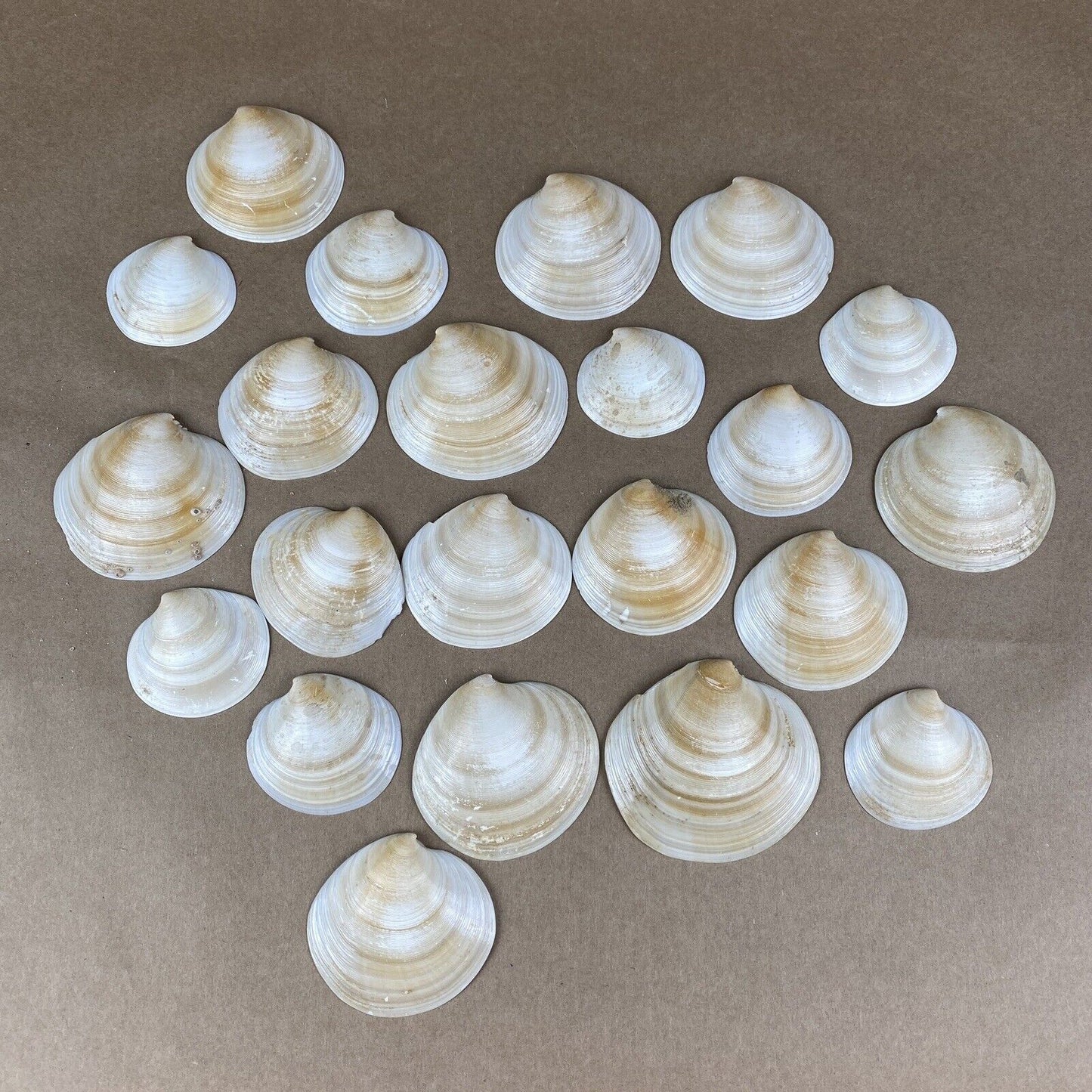Lot of Clam Sea Shell Real Natural Dish (seashells)