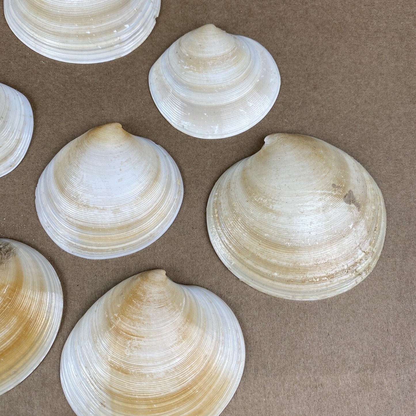 Lot of Clam Sea Shell Real Natural Dish (seashells)