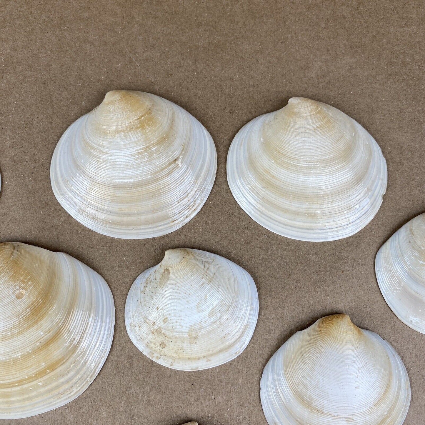 Lot of Clam Sea Shell Real Natural Dish (seashells)
