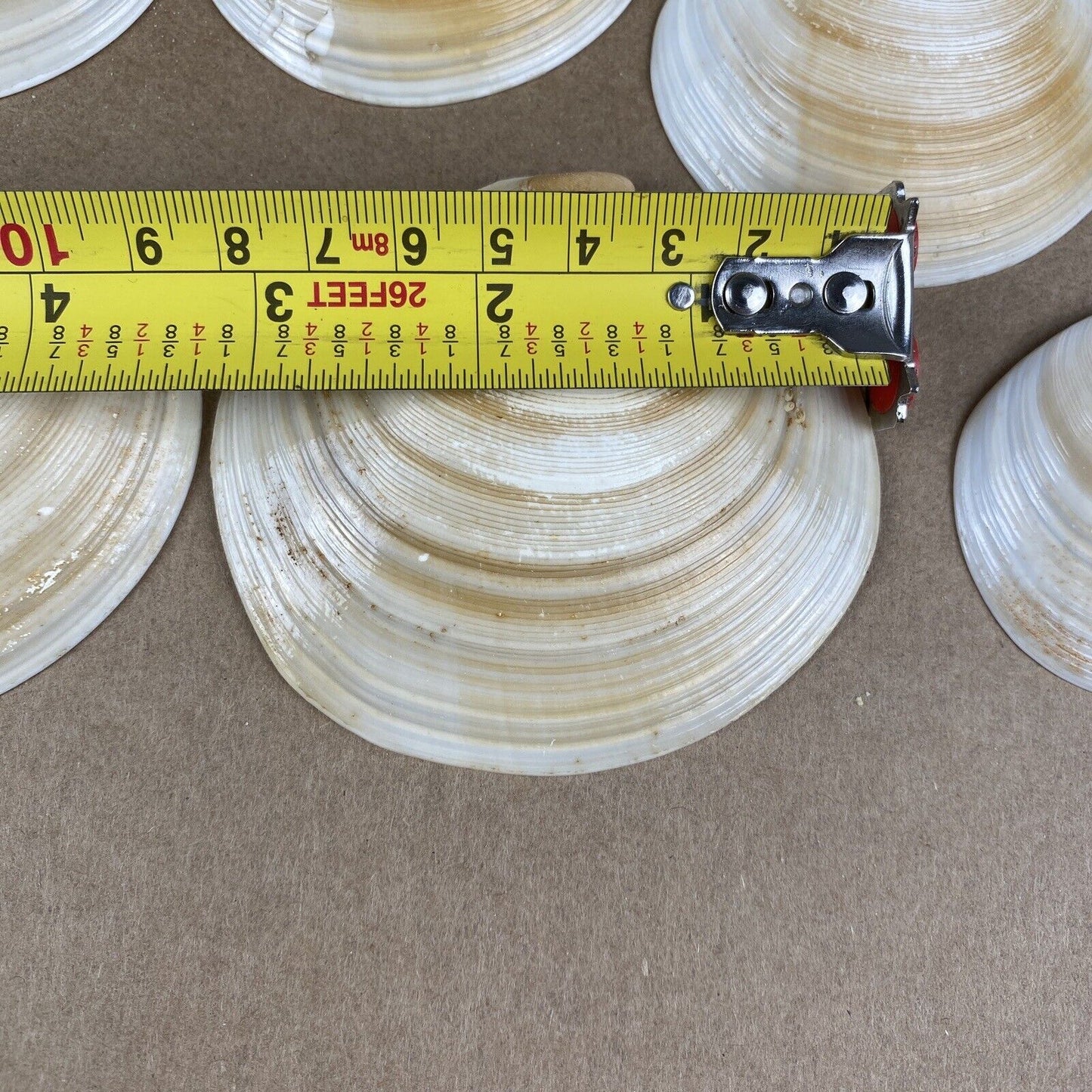 Lot of Clam Sea Shell Real Natural Dish (seashells)