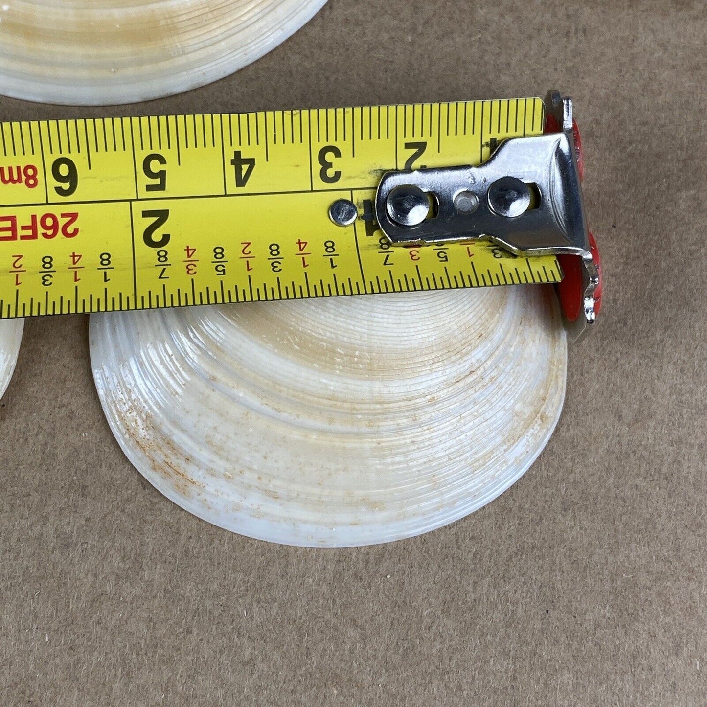 Lot of Clam Sea Shell Real Natural Dish (seashells)