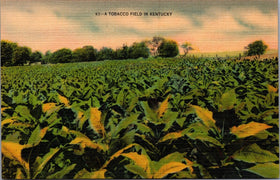 Linen Postcard Vintage Tobacco Field Old Kentucky Farming Crops CAUFIELD & SHOOK
