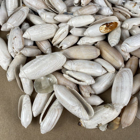 Lot of Olive Snail Sea Shells Real Natural Dish (Beach, Crafts, Decor)