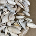 Lot of Olive Snail Sea Shells Real Natural Dish (Beach, Crafts, Decor)