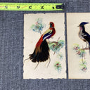 2 Handcrafted Bird Cards, Made/real Feathers, Mexico