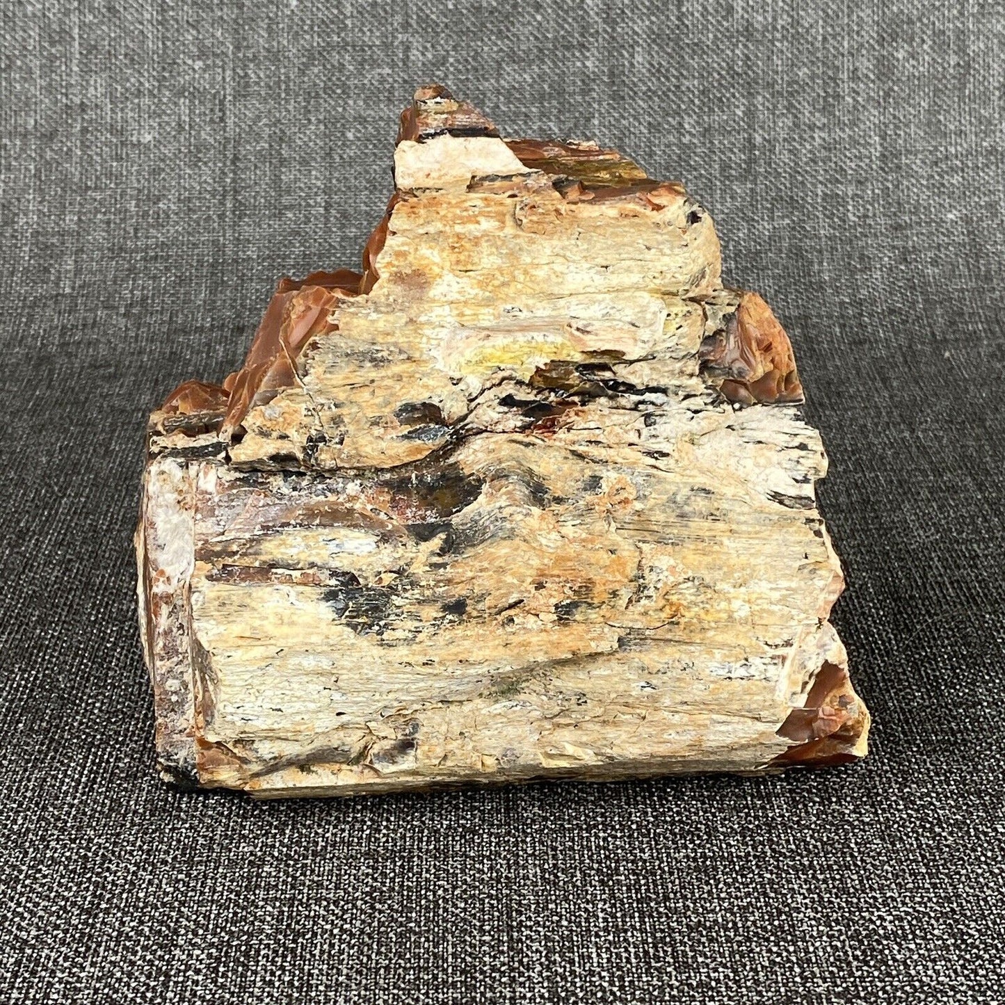 Petrified Wood 3 lbs beautiful color