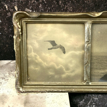 Antique Framed Art Seagull on the Coastline (Real Photos) - READ