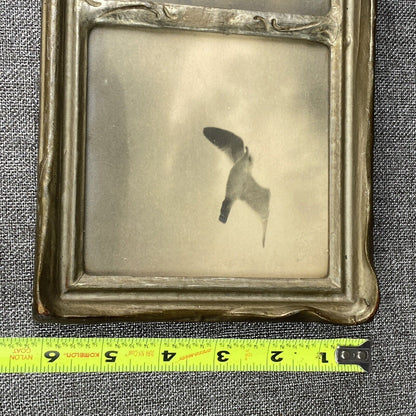 Antique Framed Art Seagull on the Coastline (Real Photos) - READ