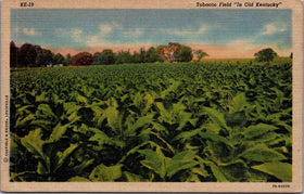 Linen Postcard Vintage Tobacco Field in Old Kentucky Farming Crops Collectible