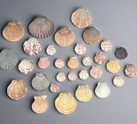 Lot 30 Scallop Ocean Decor Sea Shell Real Natural Dish