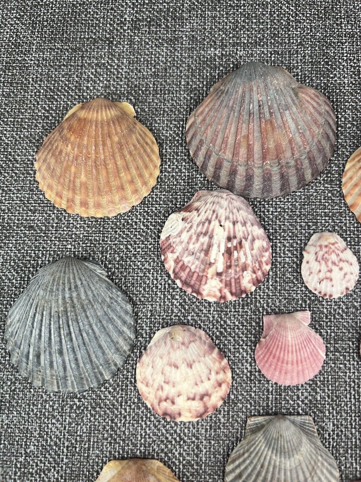 Lot 30 Scallop Ocean Decor Sea Shell Real Natural Dish