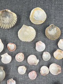 Lot 30 Scallop Ocean Decor Sea Shell Real Natural Dish