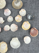 Lot 30 Scallop Ocean Decor Sea Shell Real Natural Dish