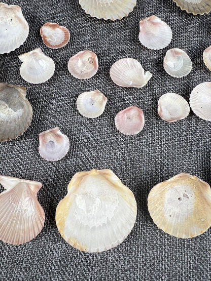 Lot 30 Scallop Ocean Decor Sea Shell Real Natural Dish