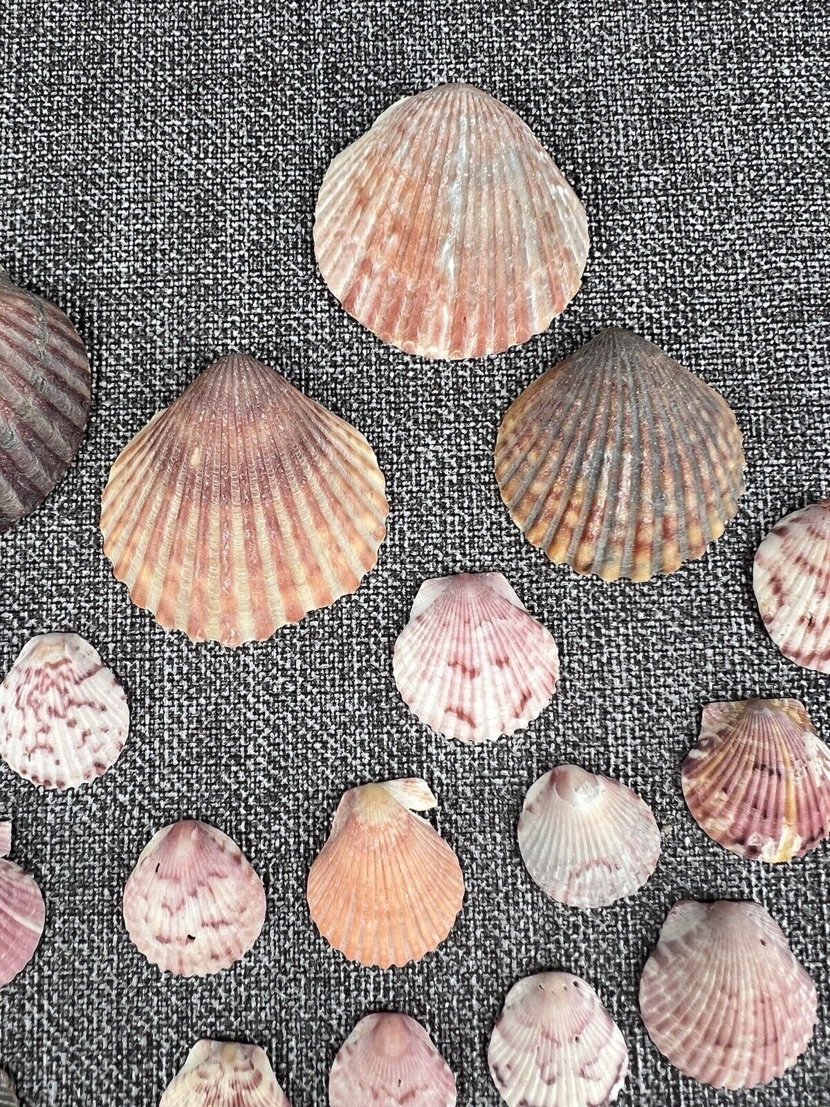 Lot 30 Scallop Ocean Decor Sea Shell Real Natural Dish