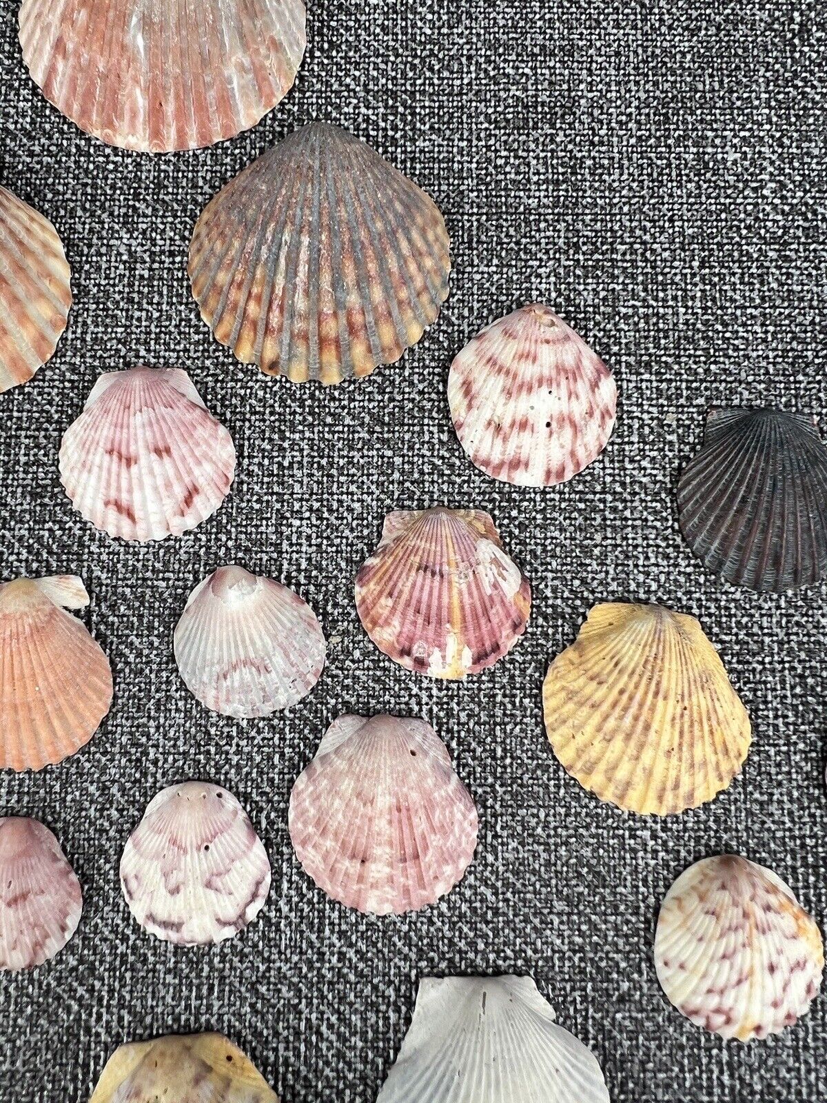 Lot 30 Scallop Ocean Decor Sea Shell Real Natural Dish