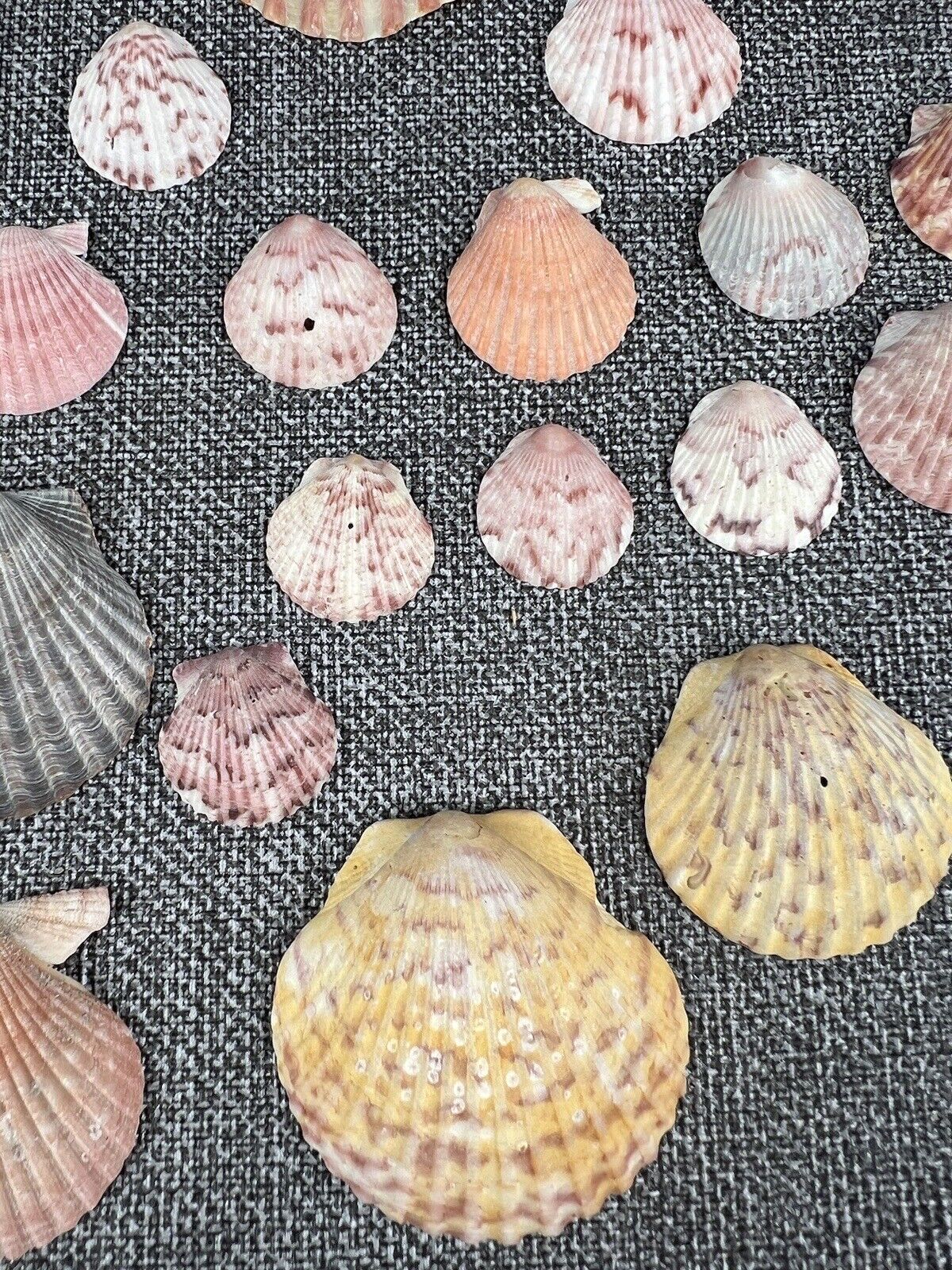 Lot 30 Scallop Ocean Decor Sea Shell Real Natural Dish