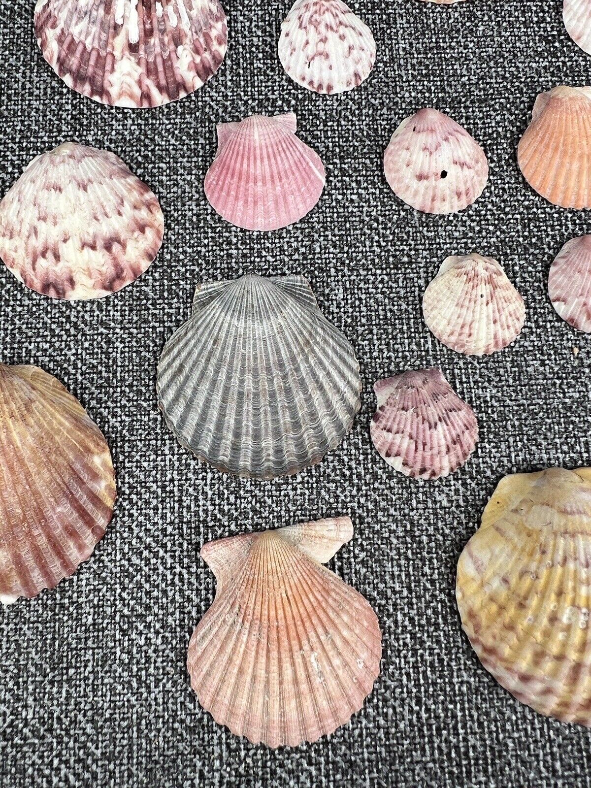 Lot 30 Scallop Ocean Decor Sea Shell Real Natural Dish