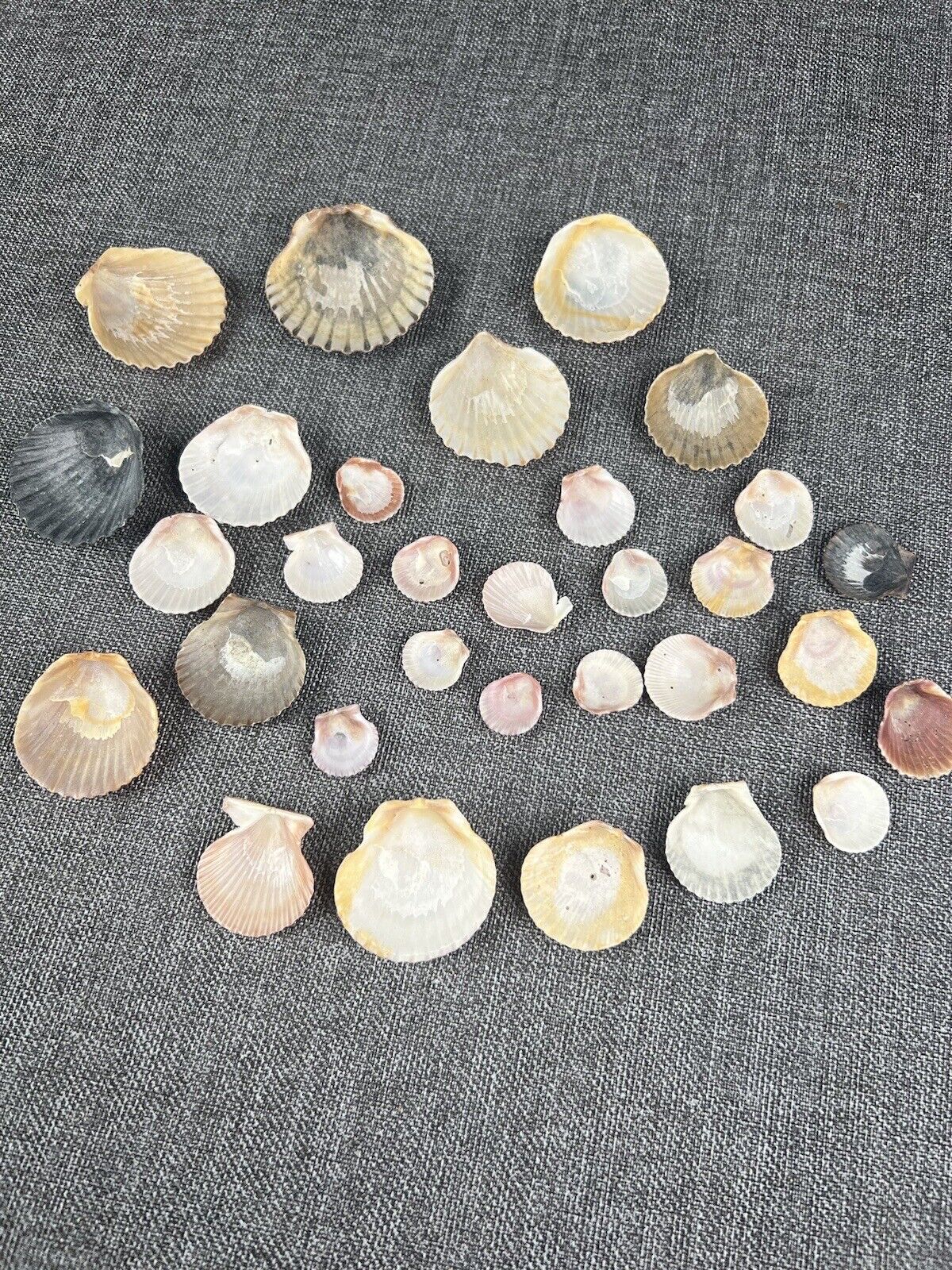 Lot 30 Scallop Ocean Decor Sea Shell Real Natural Dish