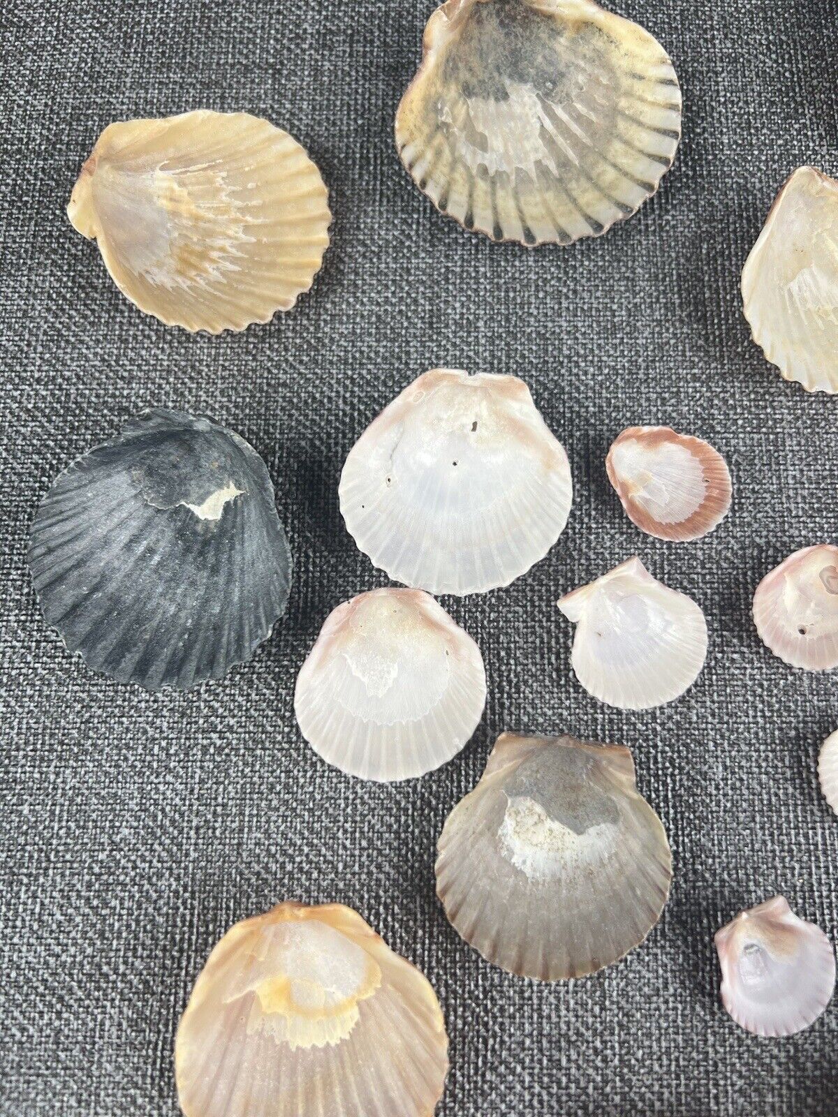 Lot 30 Scallop Ocean Decor Sea Shell Real Natural Dish