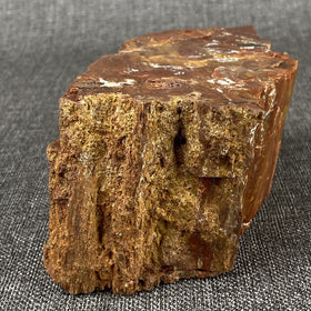 Petrified Wood 6" , 3.6 lbs