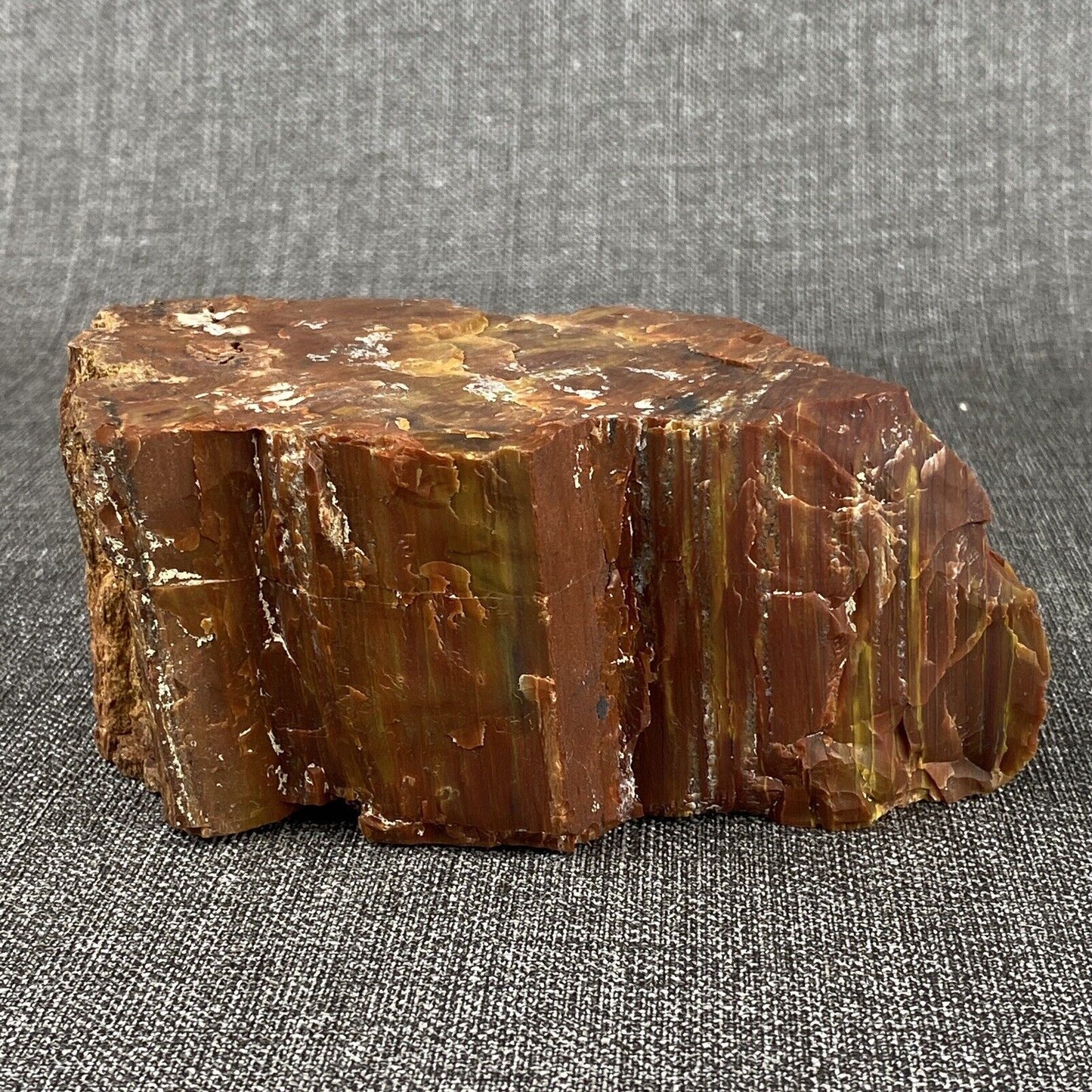 Petrified Wood 6" , 3.6 lbs