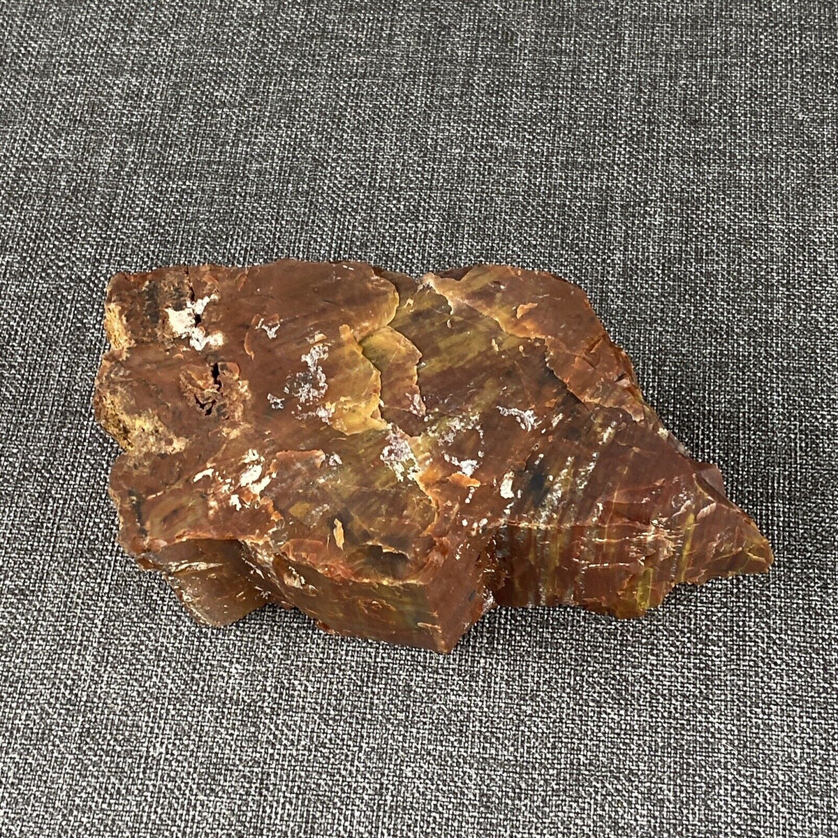 Petrified Wood 6" , 3.6 lbs