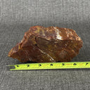 Petrified Wood 6" , 3.6 lbs