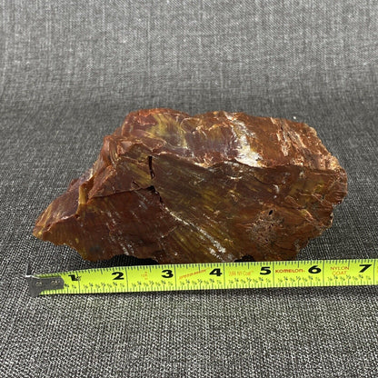 Petrified Wood 6" , 3.6 lbs