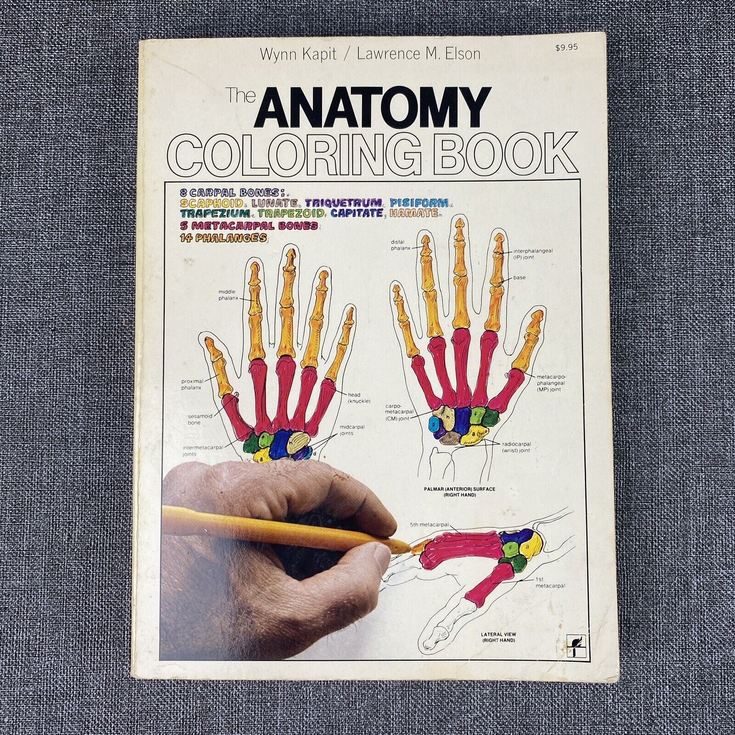 The Anatomy : Coloring Book by Lawrence M. Elson and Wynn Kapit 1997
