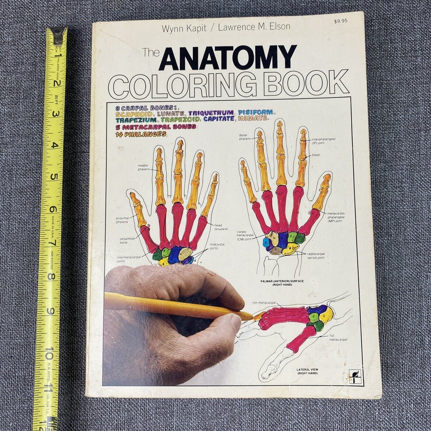 The Anatomy : Coloring Book by Lawrence M. Elson and Wynn Kapit 1997