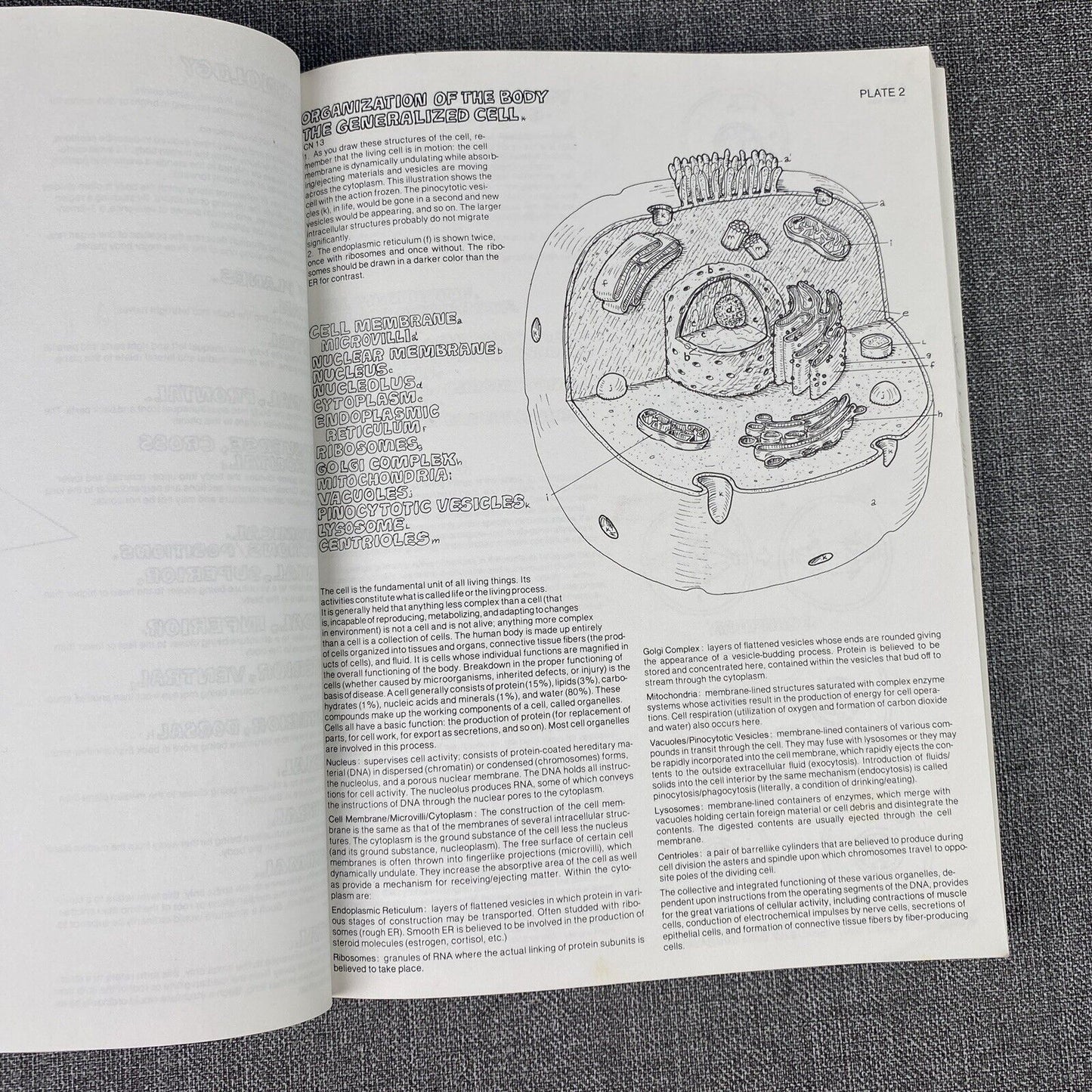 The Anatomy : Coloring Book by Lawrence M. Elson and Wynn Kapit 1997