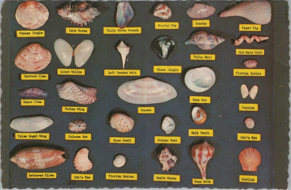 Vintage Postcard Seashells, Clams, Oysters Identification