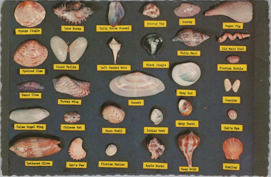 Vintage Postcard Seashells, Clams, Oysters Identification