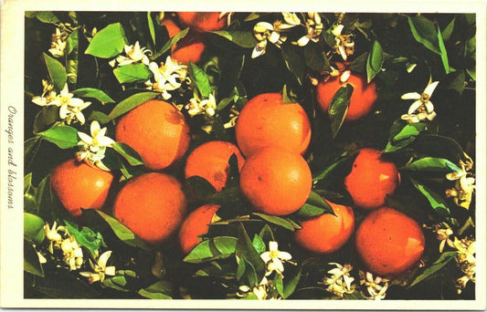 Vintage Postcard Oranges and Blossoms (Tropical Florida)