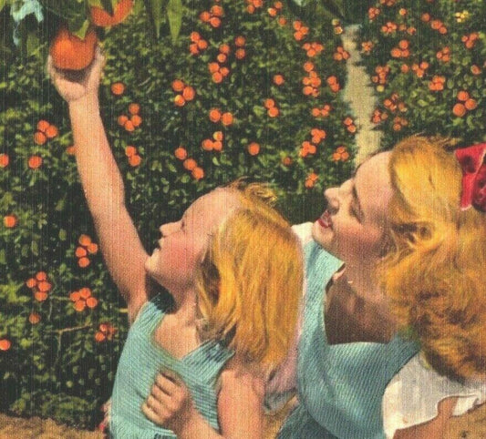 Vintage Postcard 'Florida Fun-Picking Oranges' RD Pope