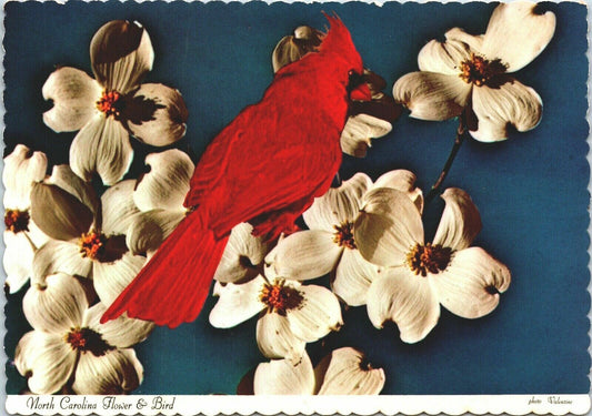 Vintage 1972 Postcard Aerial Photograph Cardinal and Dogwood Blossoms