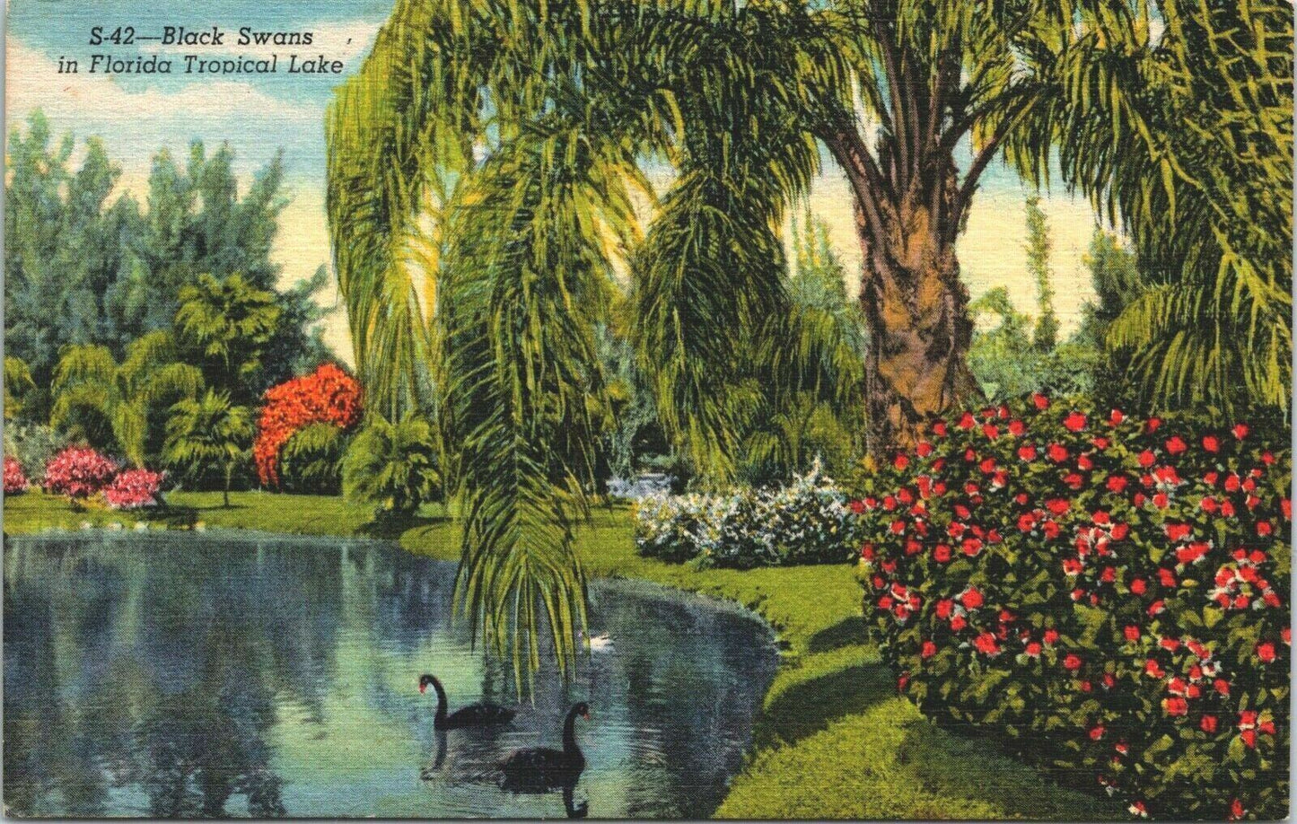 Vintage Postcard Black Swans Florida Tropical Lake, Sarasota Jungle Gardens