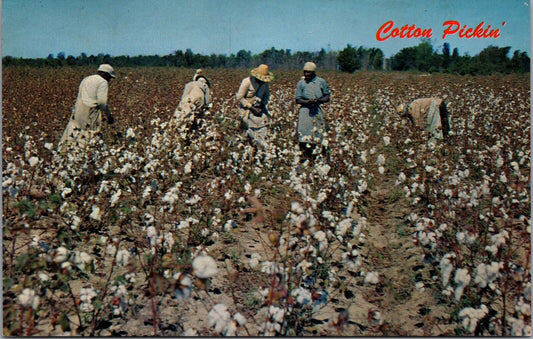 Postcard Cotton Pickin' Asheville Post Card Co (Cotton Picking)