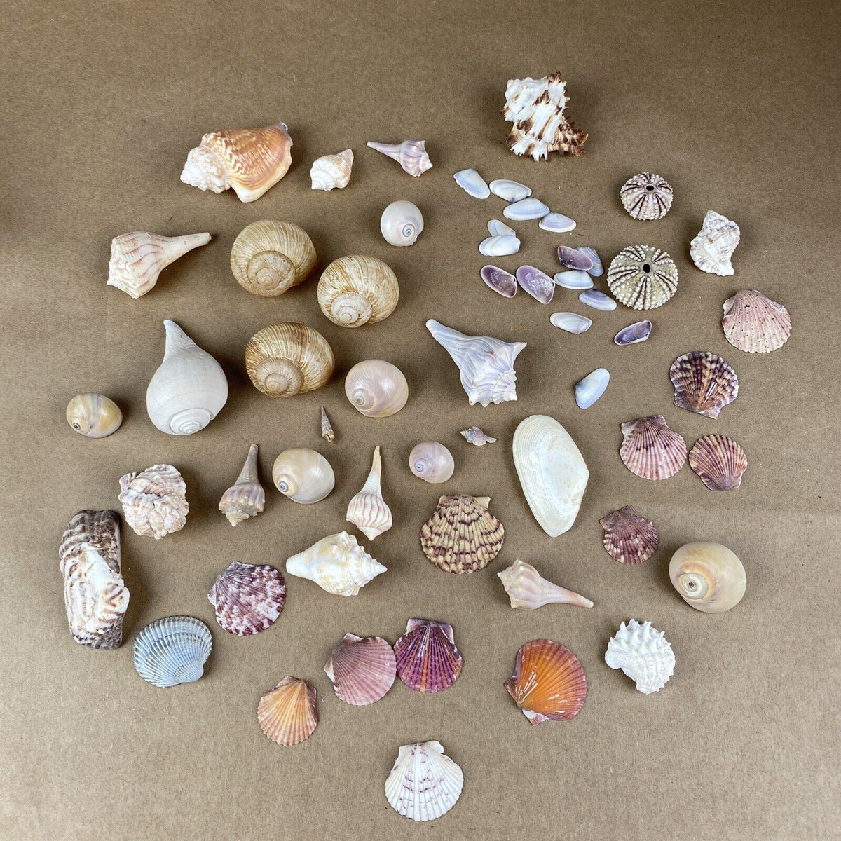 Lot of Sea Shell Private collection - Murex, Urchin, Scallops, Conch