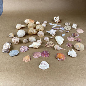 Lot of Sea Shell Private collection - Murex, Urchin, Scallops, Conch