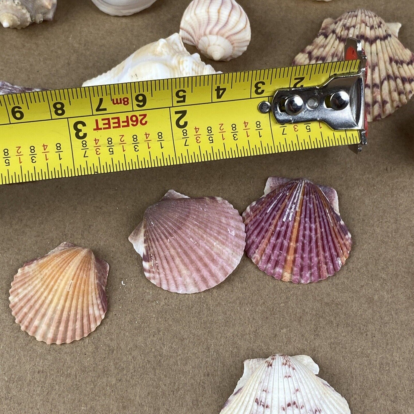 Lot of Sea Shell Private collection - Murex, Urchin, Scallops, Conch