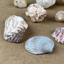 Lot of Sea Shell Private collection - Murex, Urchin, Scallops, Conch