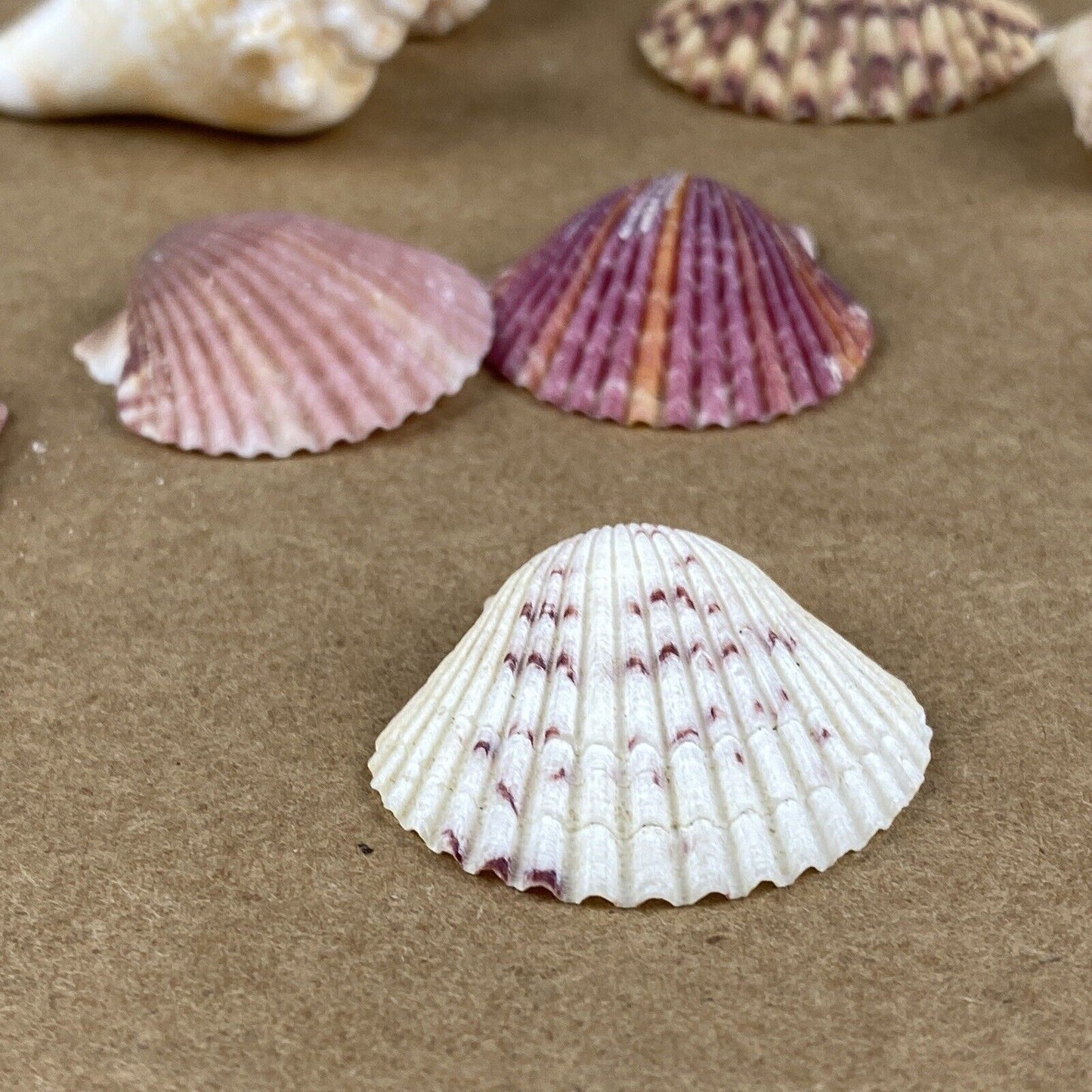 Lot of Sea Shell Private collection - Murex, Urchin, Scallops, Conch