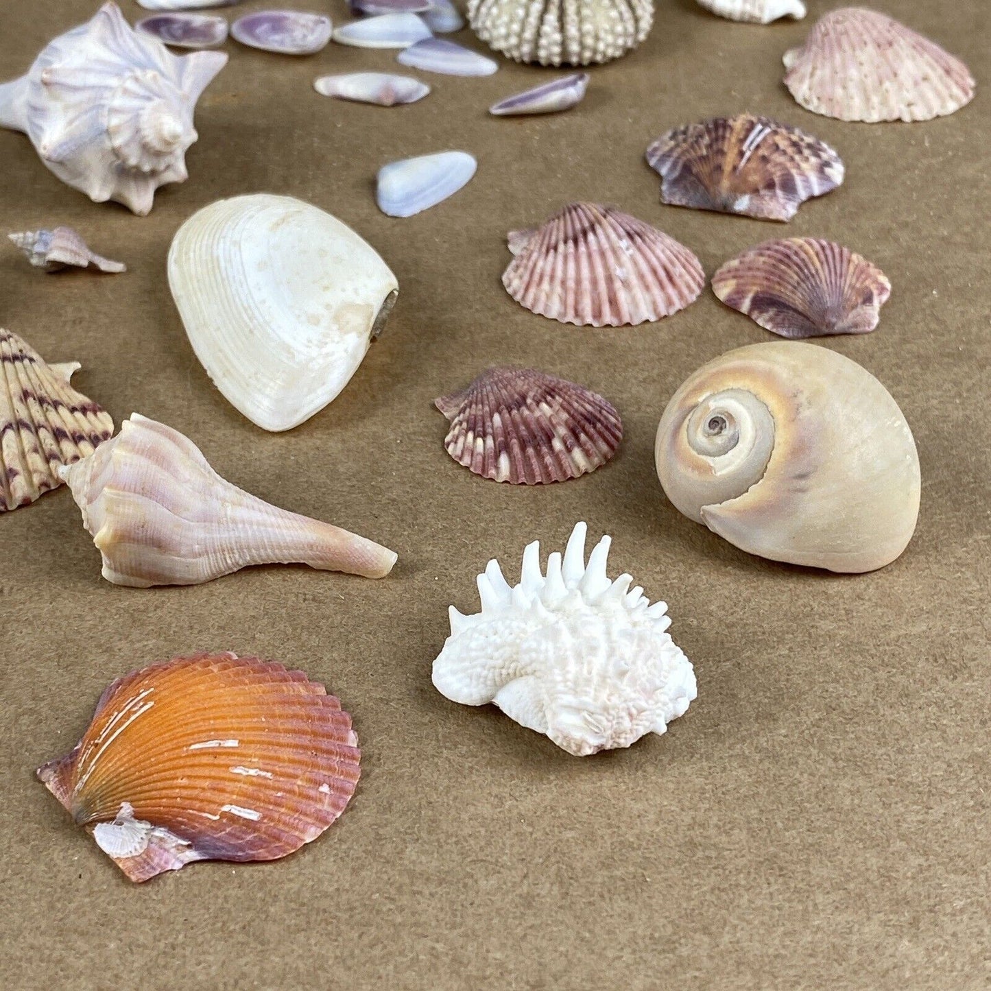 Lot of Sea Shell Private collection - Murex, Urchin, Scallops, Conch