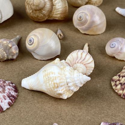 Lot of Sea Shell Private collection - Murex, Urchin, Scallops, Conch