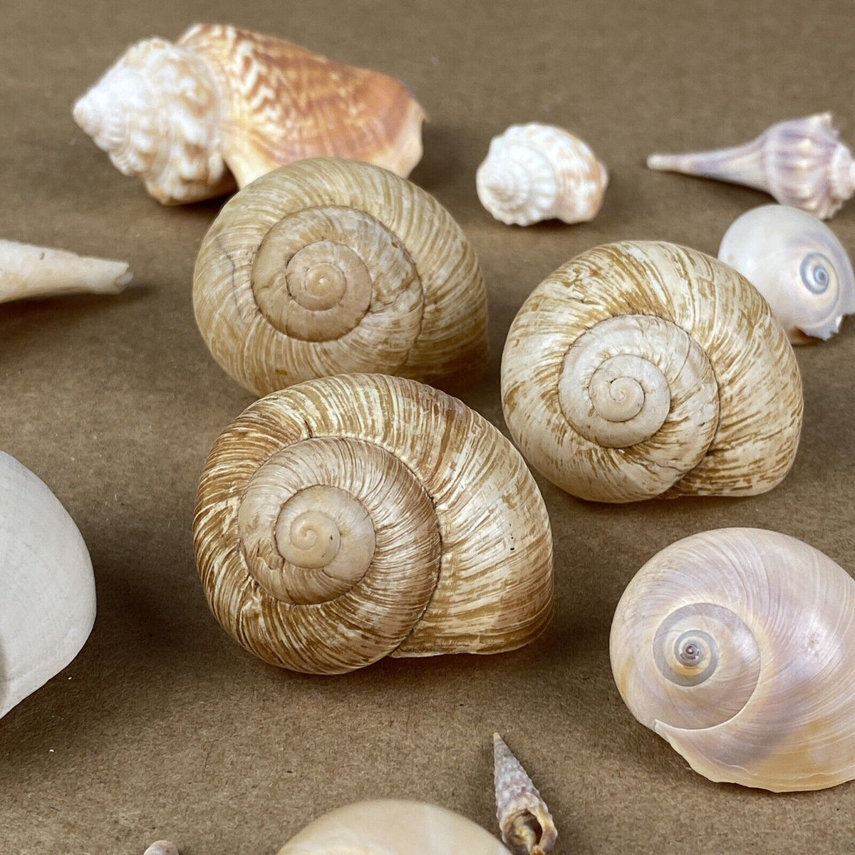 Lot of Sea Shell Private collection - Murex, Urchin, Scallops, Conch