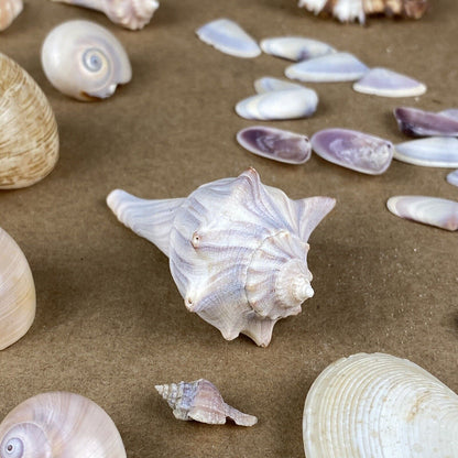 Lot of Sea Shell Private collection - Murex, Urchin, Scallops, Conch